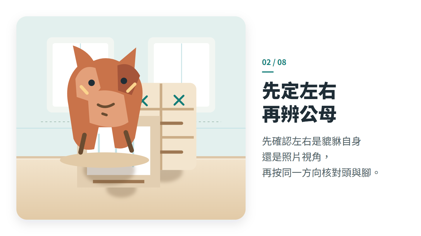 先定左右 再辨公母