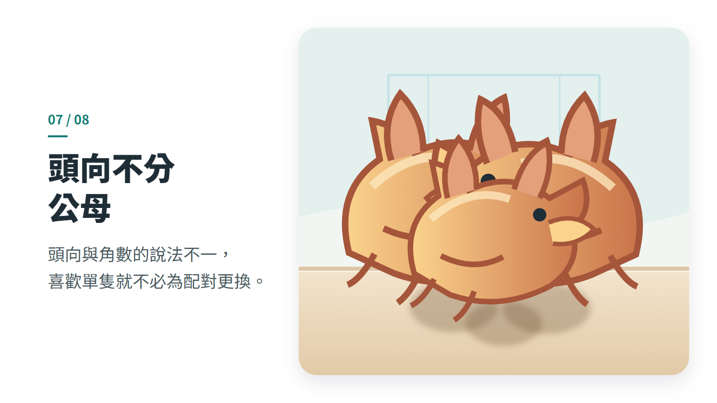 頭向不分 公母